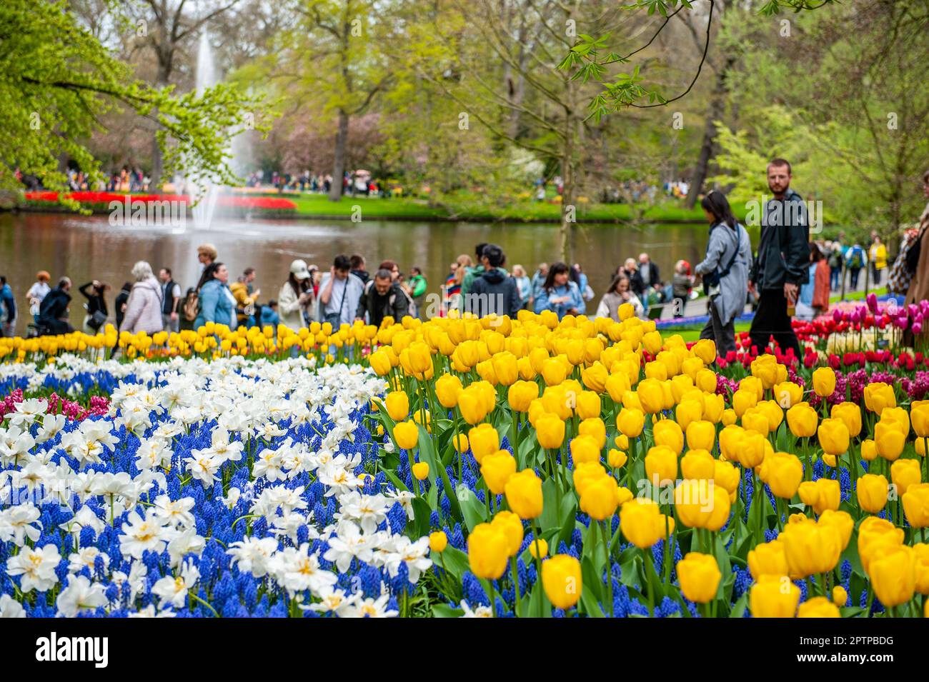 Dutch Floriculture April 23rd, Lisse. Keukenhof is also known as the Garden of Europe one ...