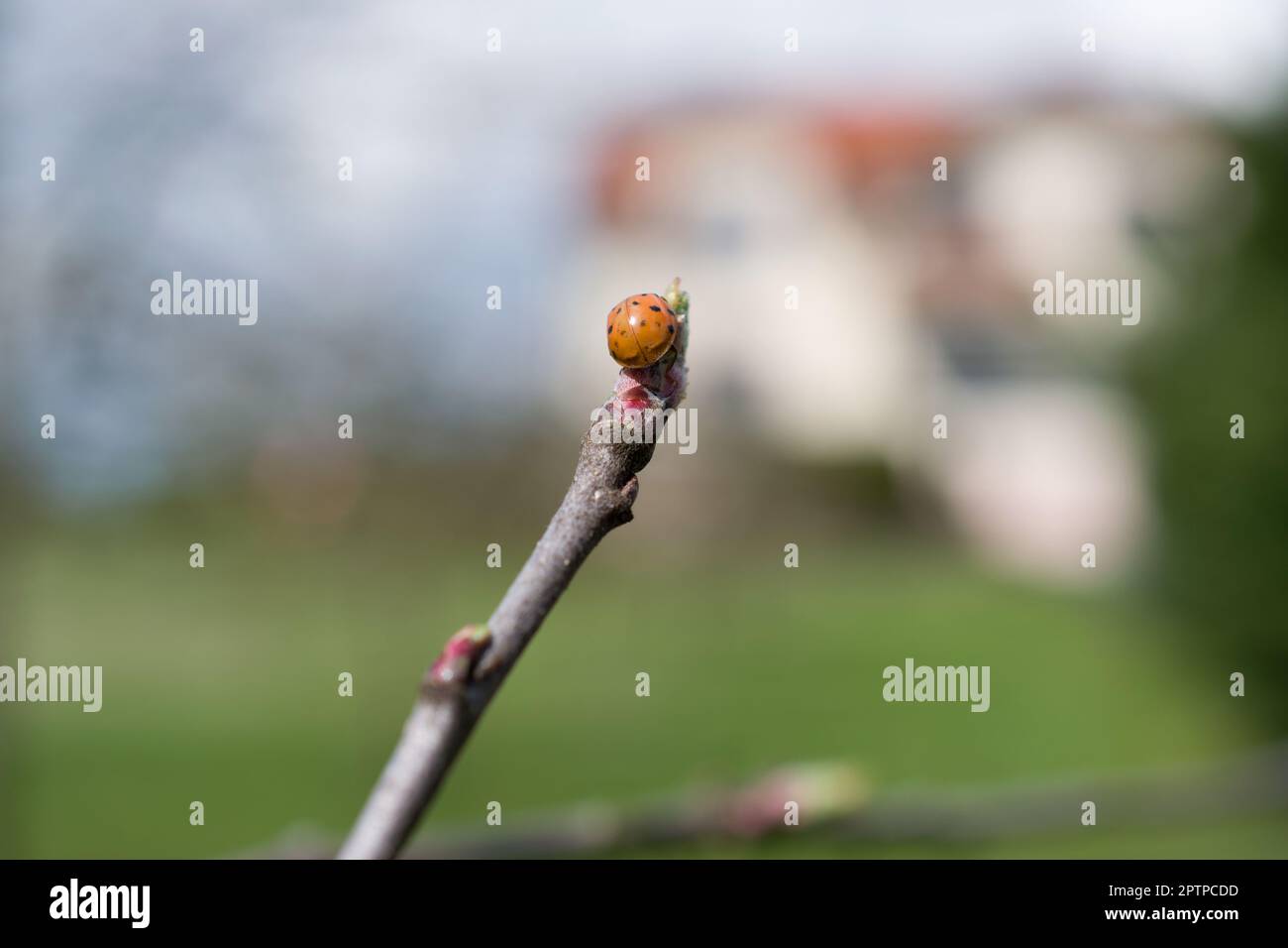 ladybug on the tip of an apple tree branch Stock Photo