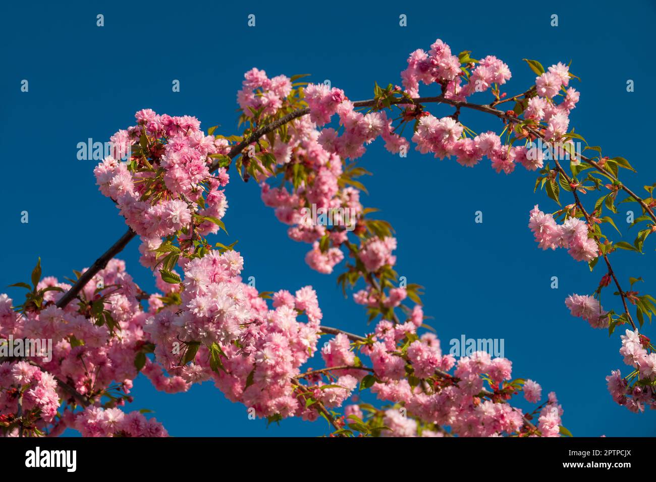 Pink sakura blooming blue hi-res stock photography and images - Alamy