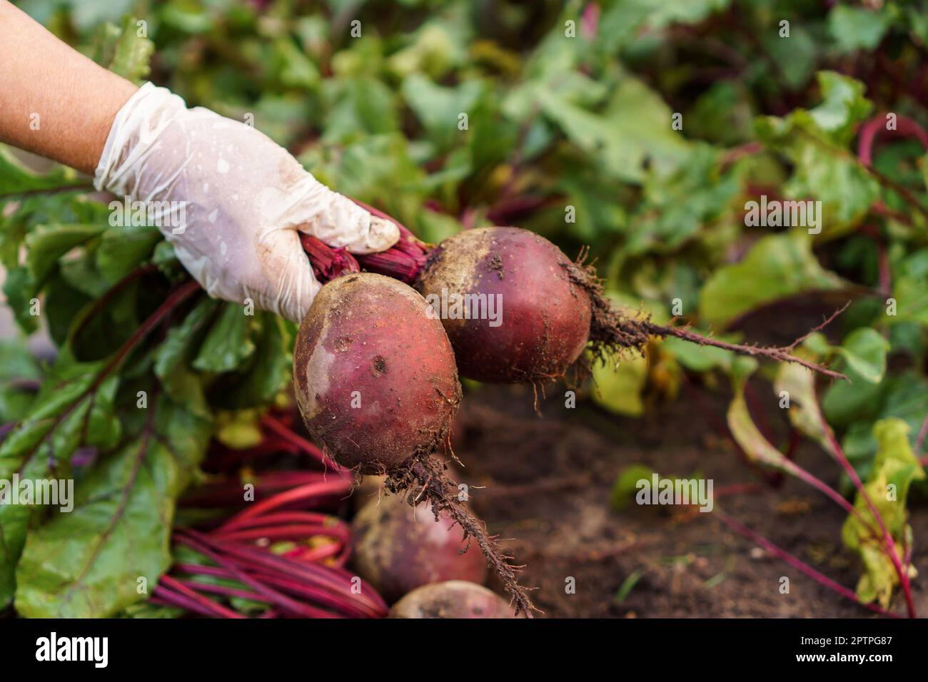 Beet it nitrate hi-res stock photography and images - Alamy