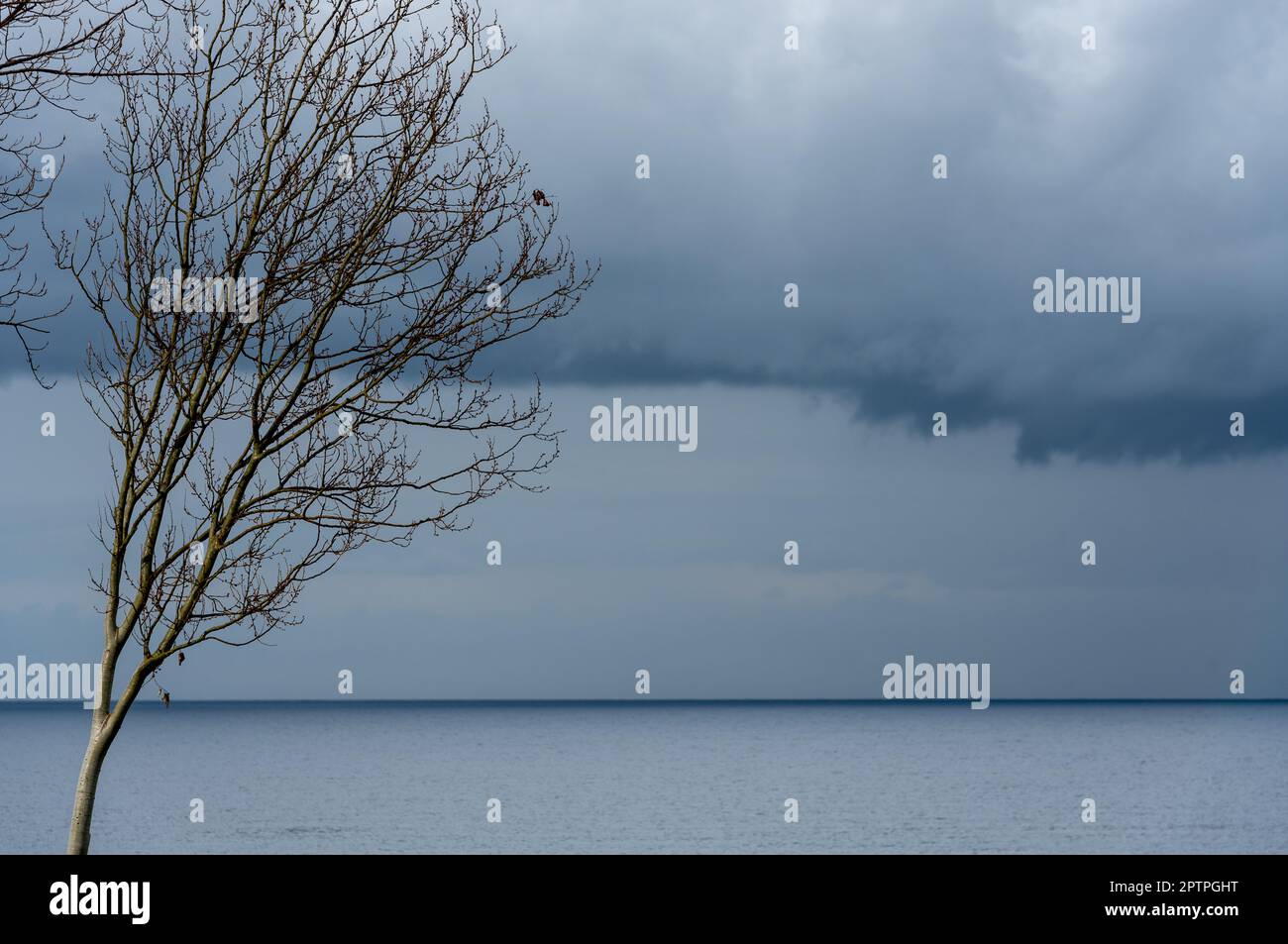 Lonely leafless dry tree at beach. Winter stormy cloud in the ocean. Cloudy rainy winter day. Stock Photo