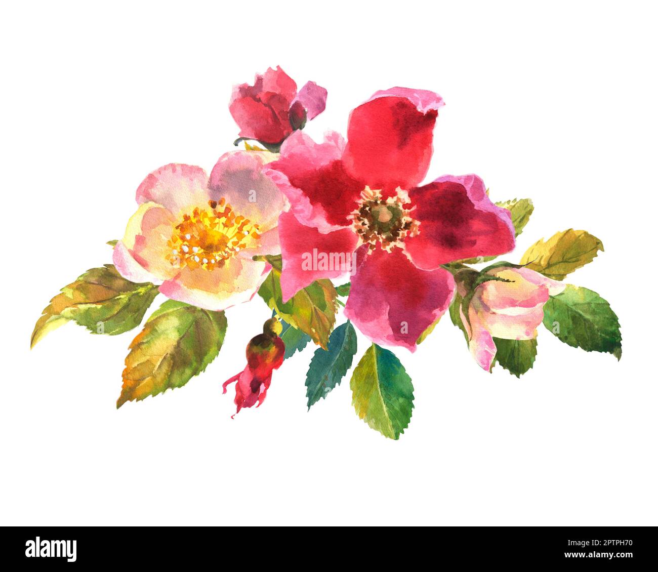 Watercolor botanical illustration, white and pink dog rose flowers ...