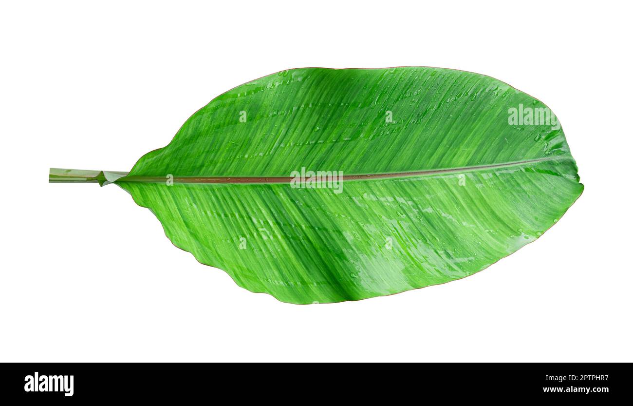 Fresh banana leaves isolated on white background. Whole banana leaf included clipping path. Stock Photo