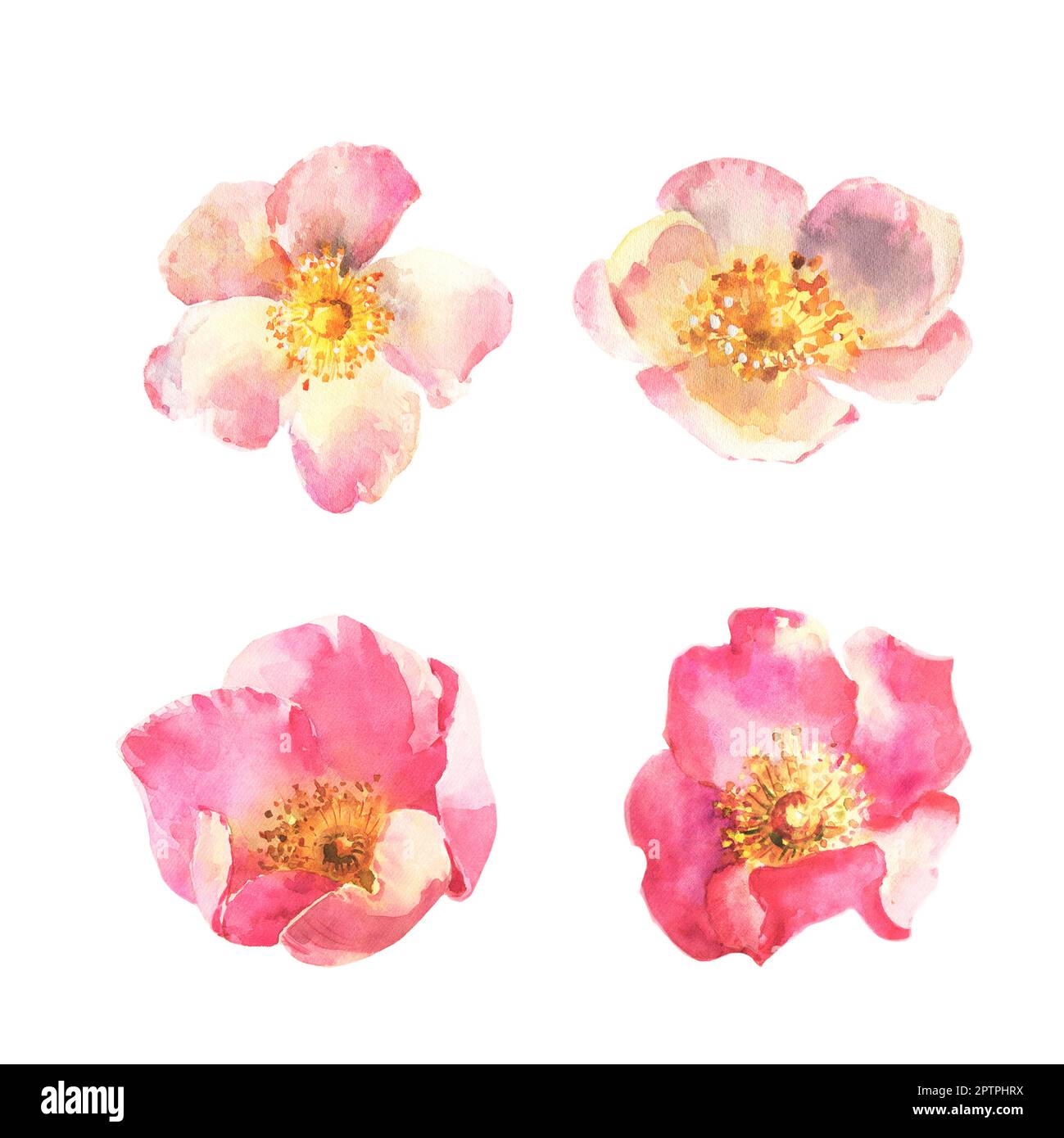 Set of elements, pink and white roses, dog rose, botanical illustration ...