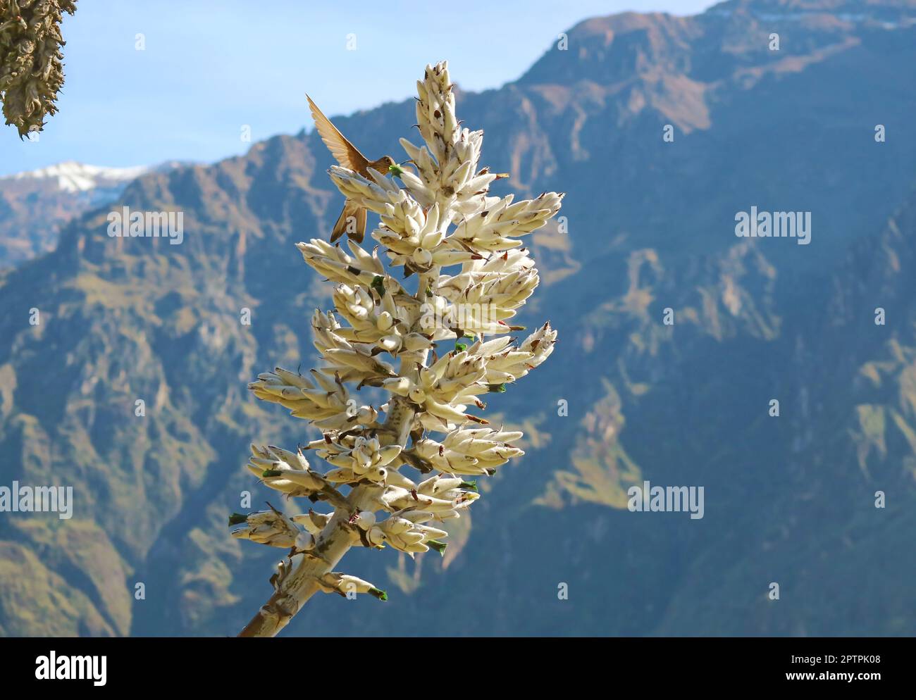 Hummingbird Collecting Nectar of Puya Weberbaueri Flower in Colca Canyon, Arequipa Region, the Andes, Peru, South America Stock Photo