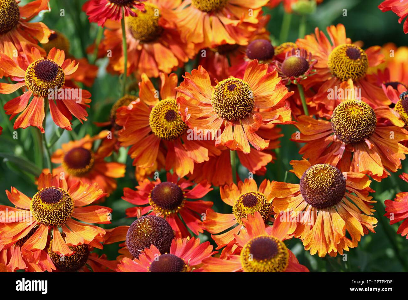Orange sneezeweed, Helenium unknown species and variety, flowers in close up with a background of blurred leaves. Stock Photo