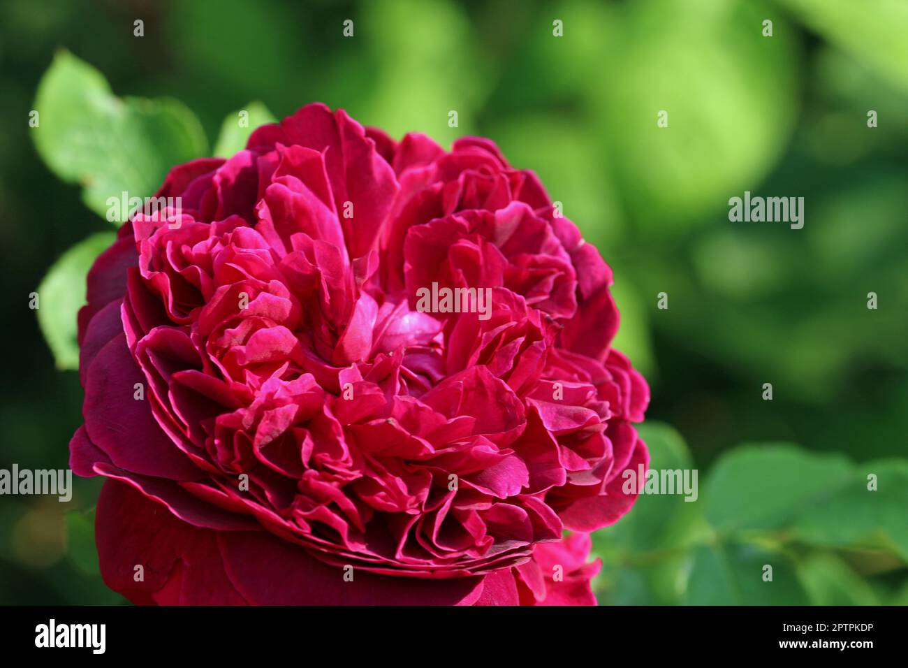 Red rose, Rosa variety William Shakespeare 2000, flower in close up with a background of blurred leaves. Stock Photo