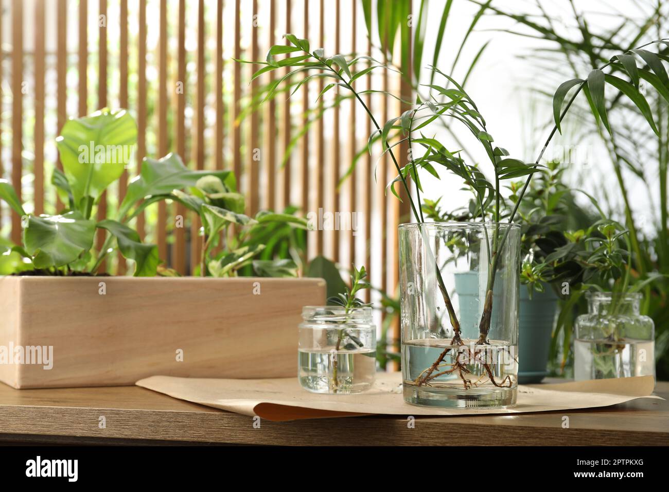 Exotic house plants in water on wooden table. Space for text Stock Photo
