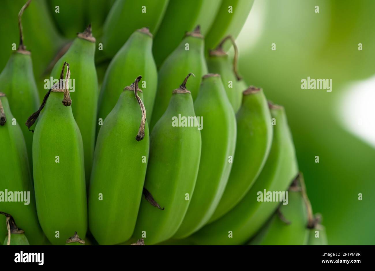 Closeup bunch of raw green cultivated bananas in the banana garden