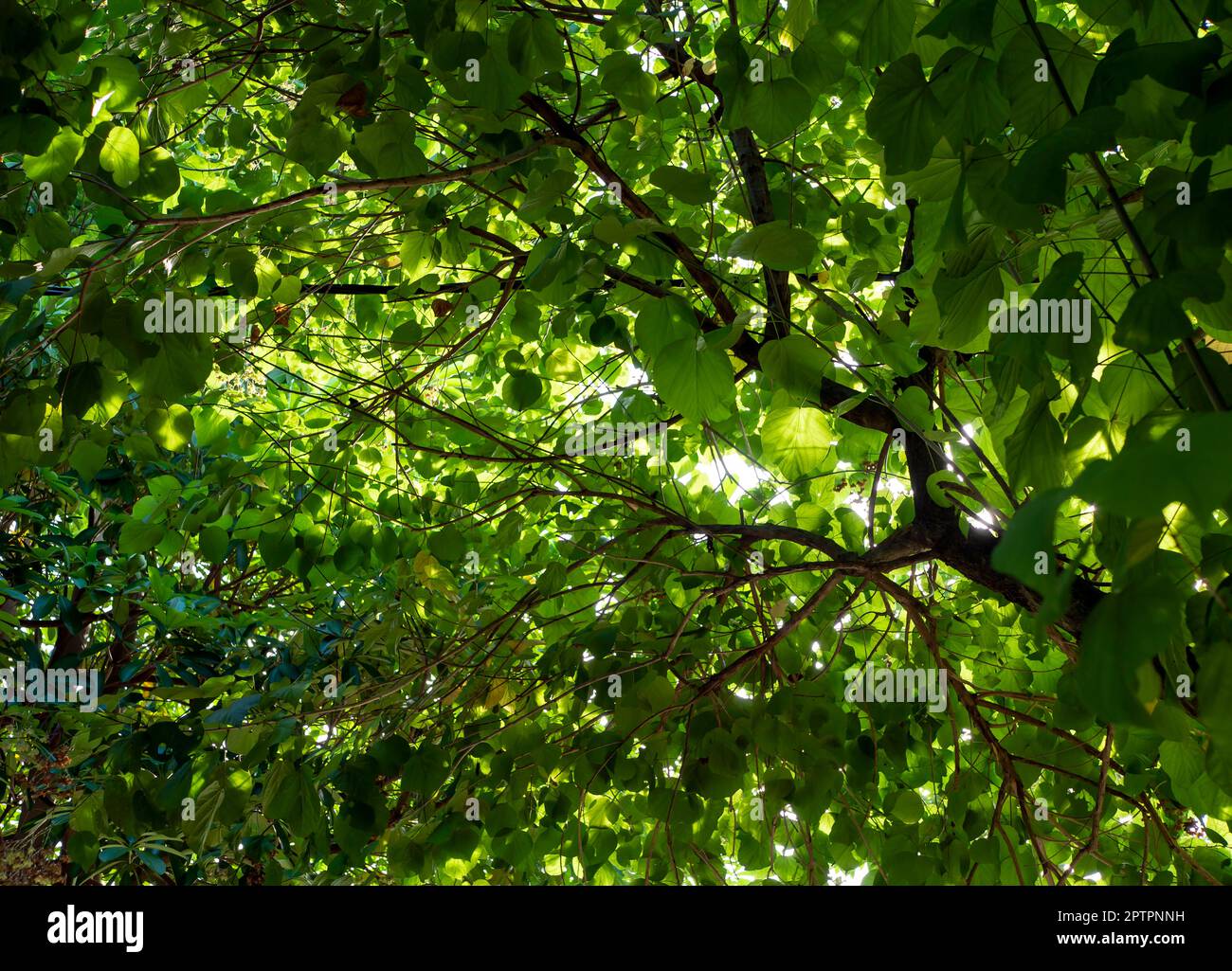 Tahongai, guest tree (Kleinhovia hospita), known as Timoho (Java ...