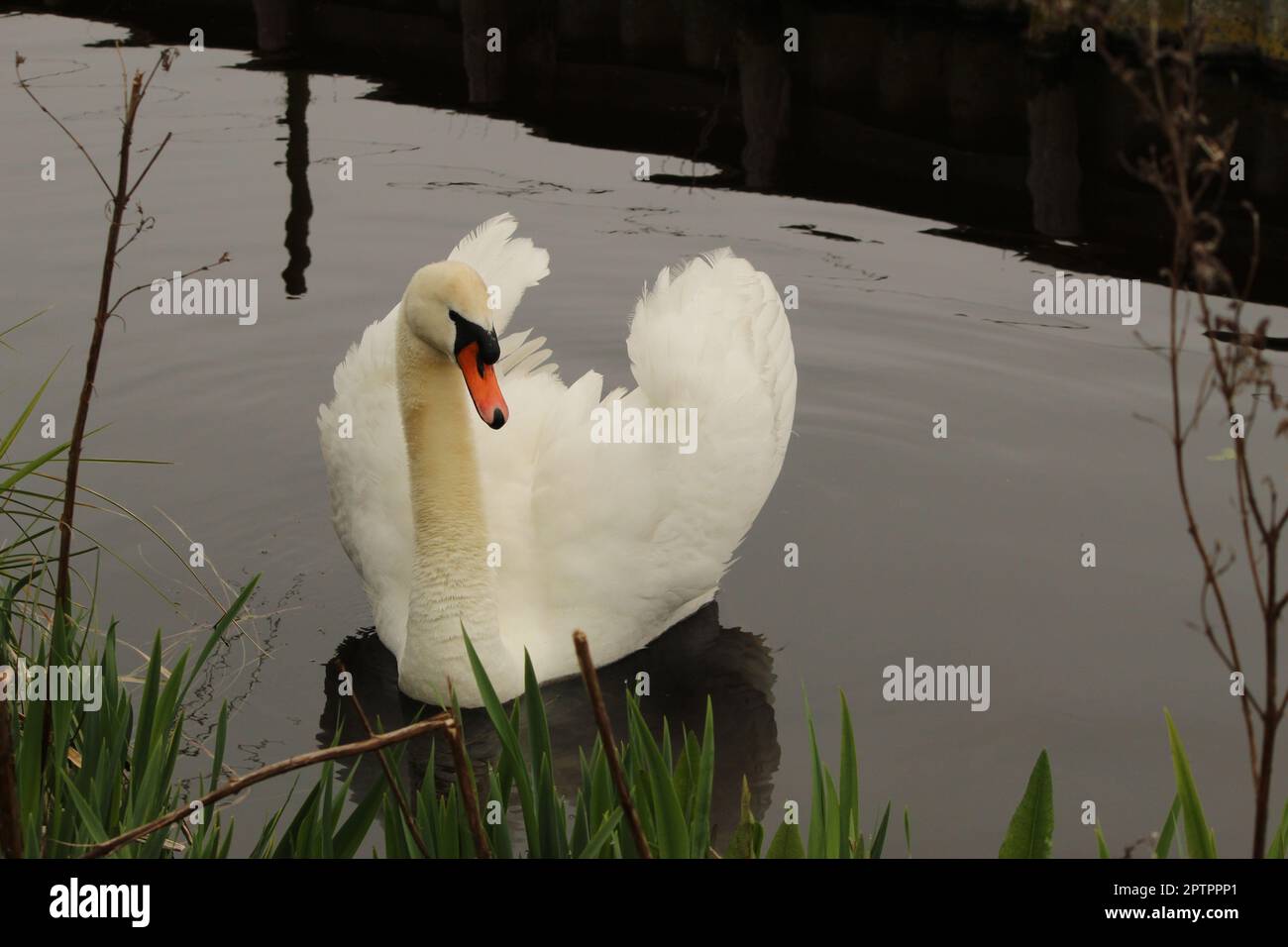 Mute swan in the water, taking a aggressive posture Stock Photo
