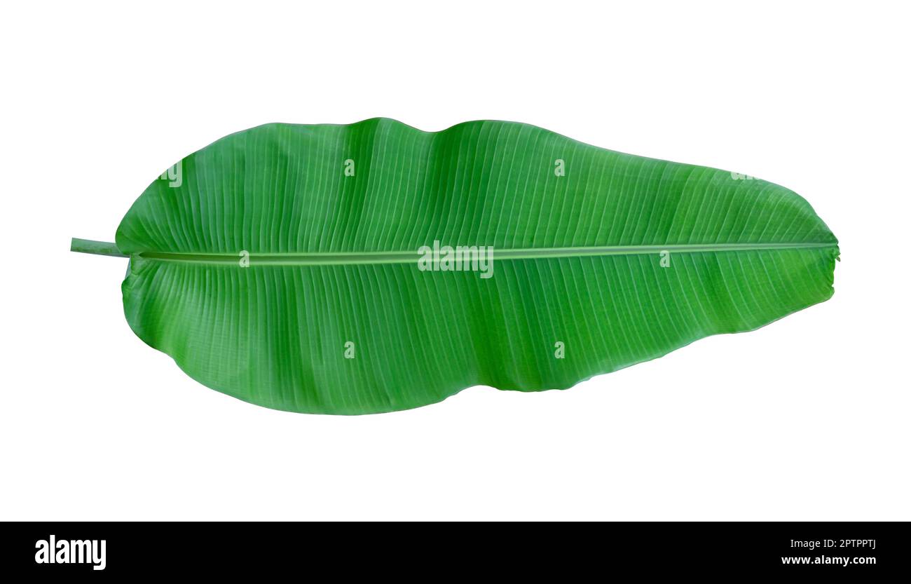 Fresh banana leaves isolated on white background. Whole banana leaf
