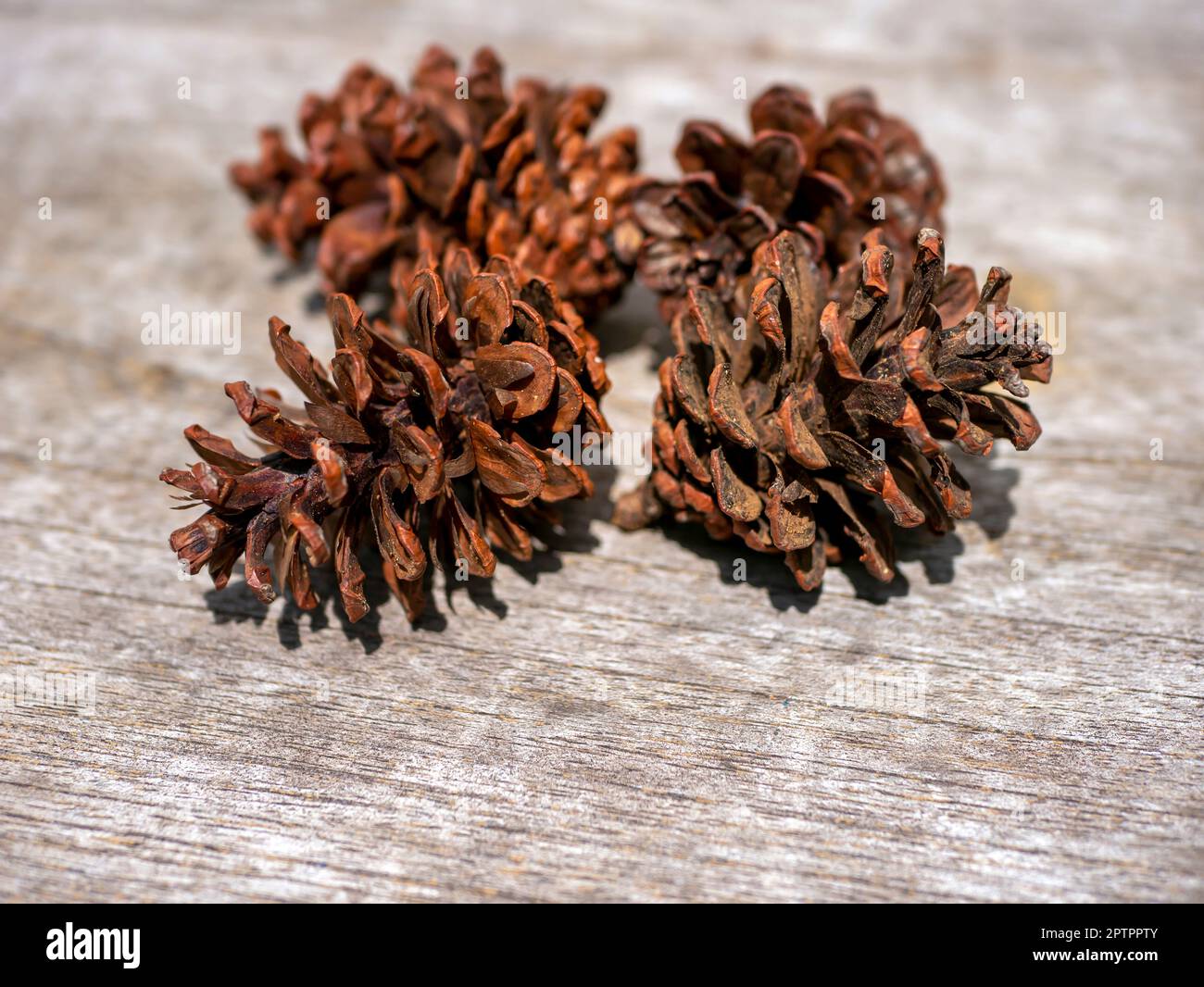 Dried pine cones, Pinus merkusii seeds, shallow focus Stock Photo