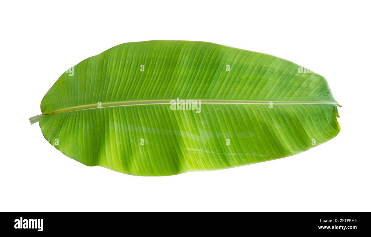 Fresh banana leaves isolated on white background. Whole banana leaf