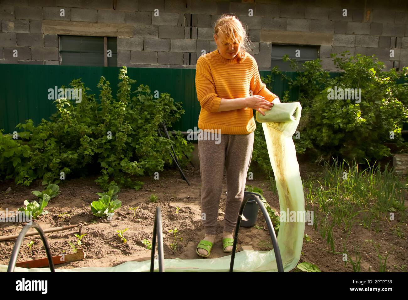Tunnel greenhouse. Woman hands stretching new polythene film on