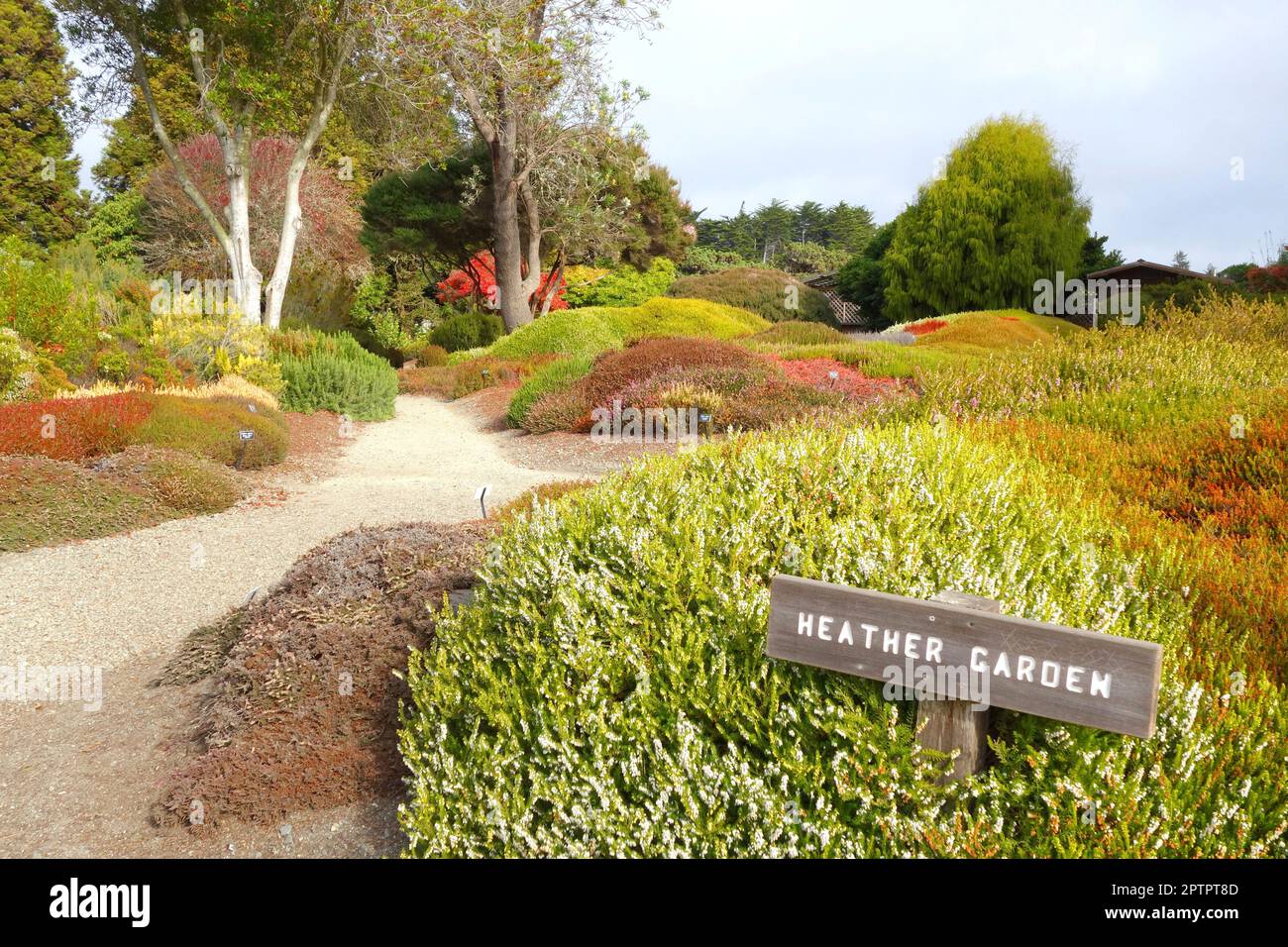 Mendocino Coast Botanical Gardens - Heather Garden Stock Photo
