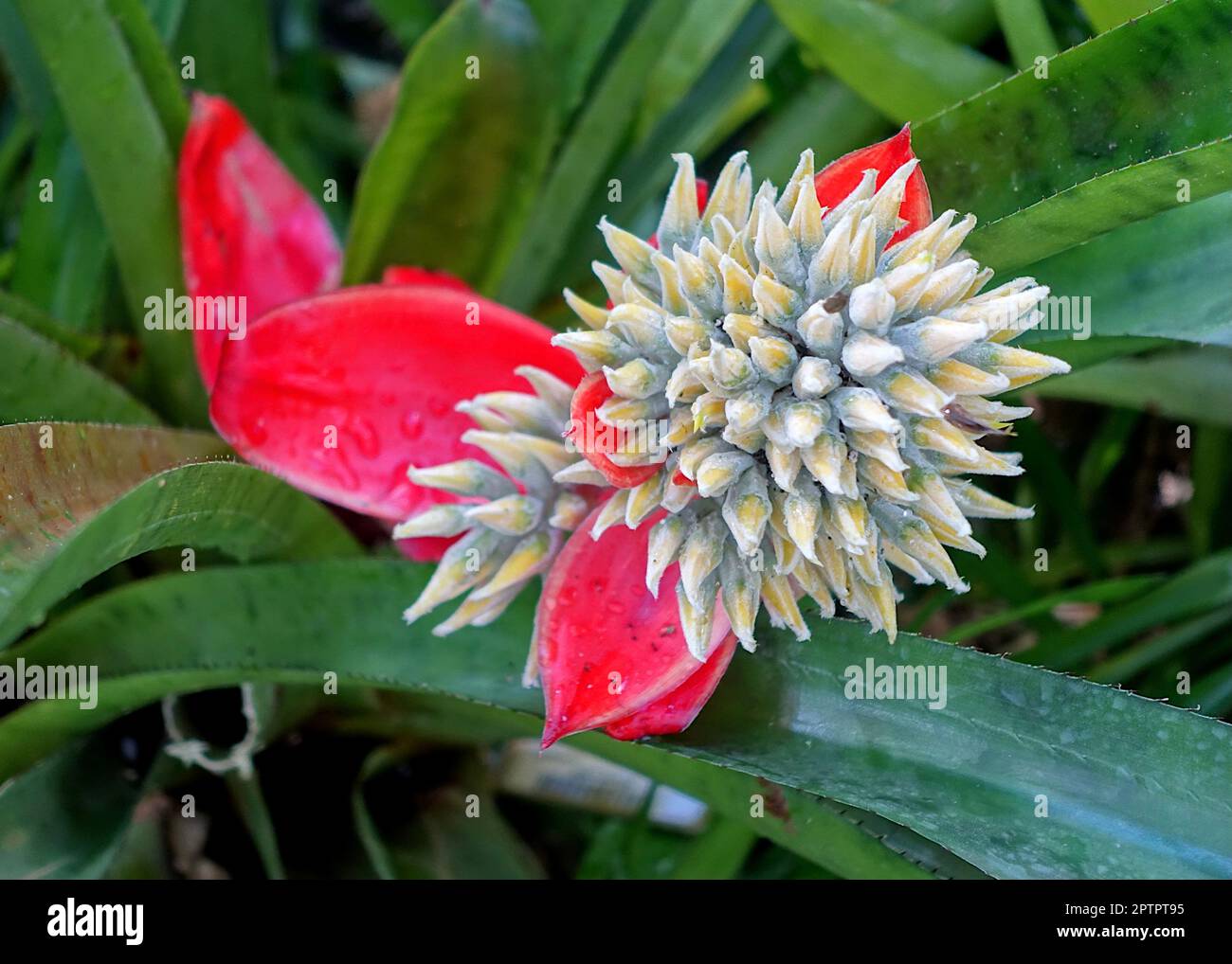 Aechmea tomentosa Stock Photo