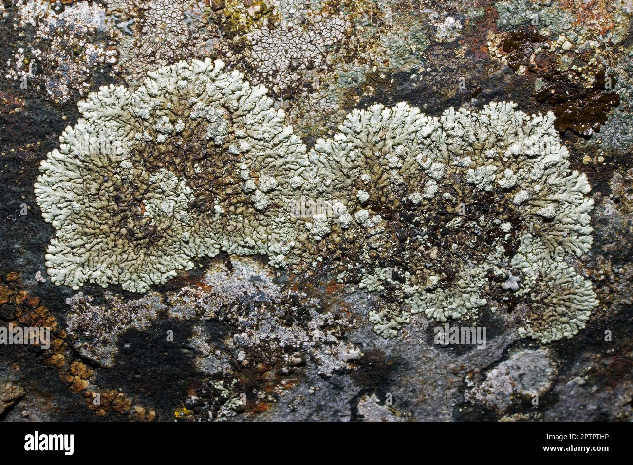 Xanthoparmelia mougeotii is a foliose lichen found on well-lit siliceous rocks. It has a global distribution in temperate and upland areas. Stock Photo