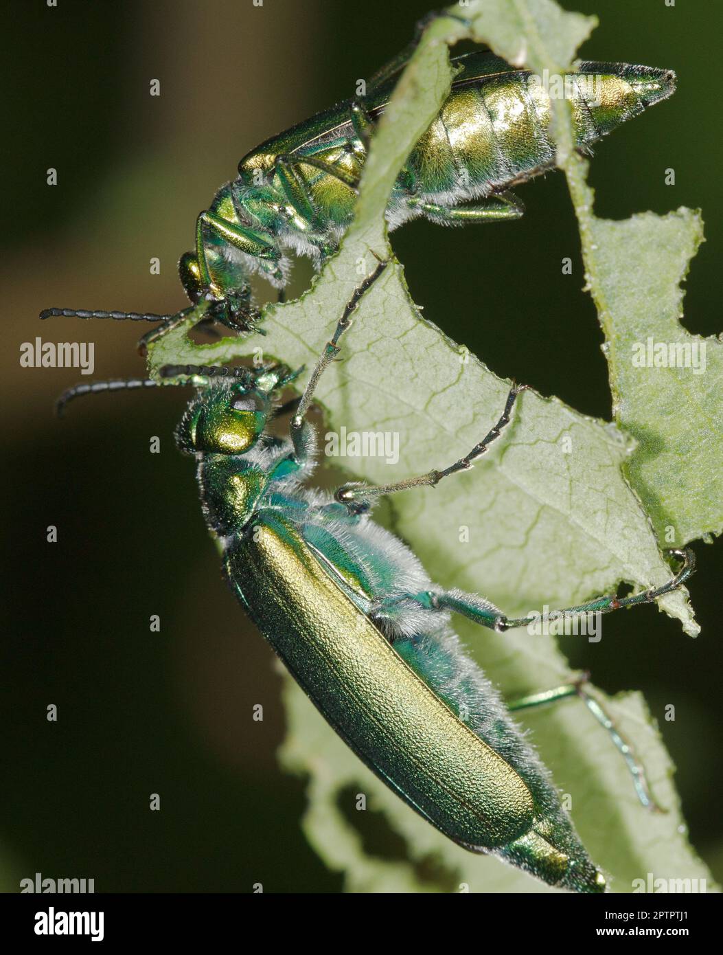 Spanish fly (Lytta vesicatoria) blister beetle, eating a leaf. macro photography. Stock Photo