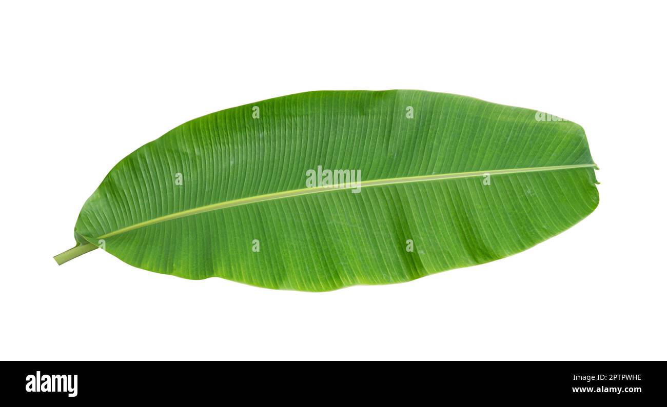 Fresh banana leaves isolated on white background. Whole banana leaf included clipping path. Stock Photo