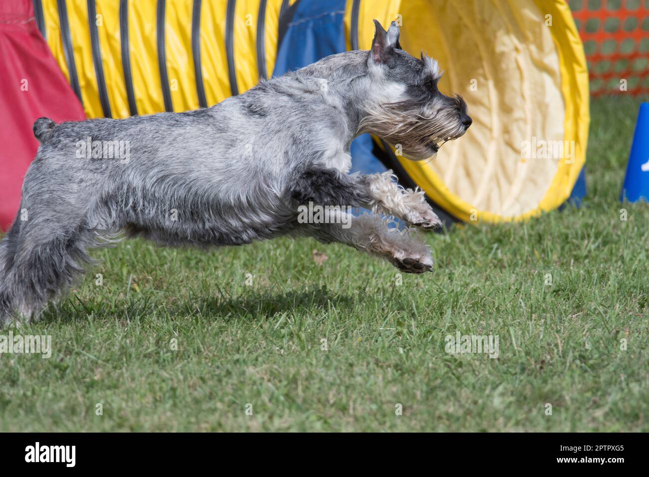 Miniature Schnauzer running across an agility course Stock Photo Alamy