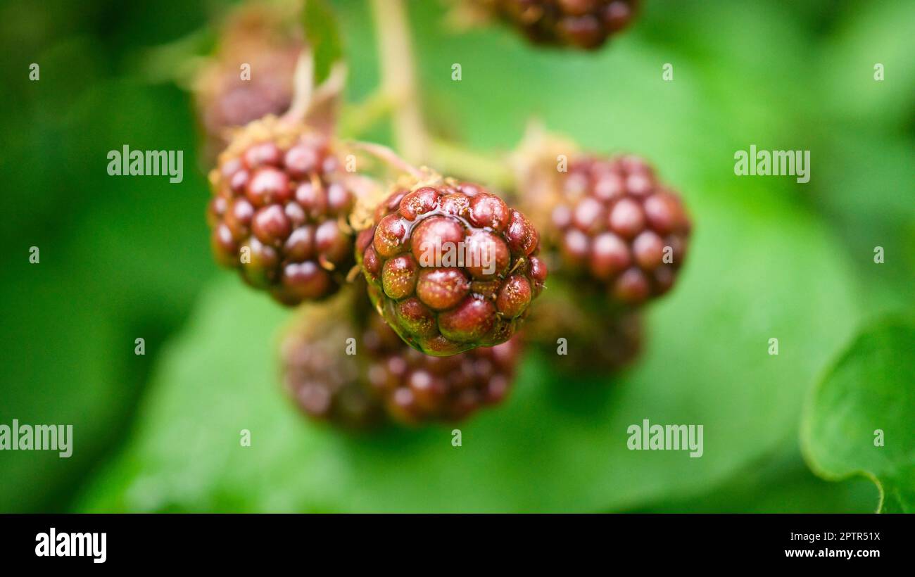 Blackberry on bush with bokeh. Blurred background. Vitamin rich fruit