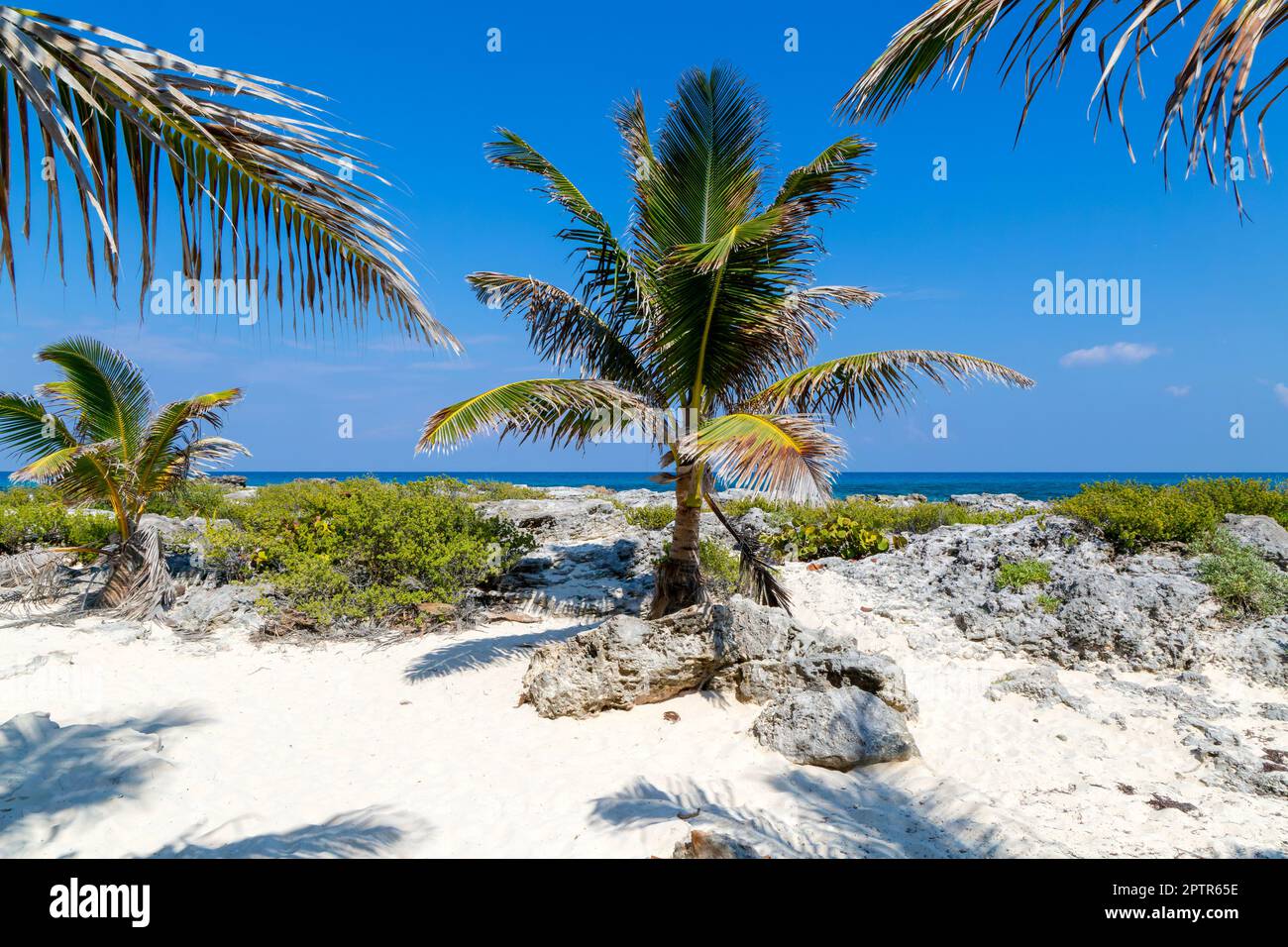 Coconut palm tree growing on rocky shoreline, Isla Mujeres, Caribbean