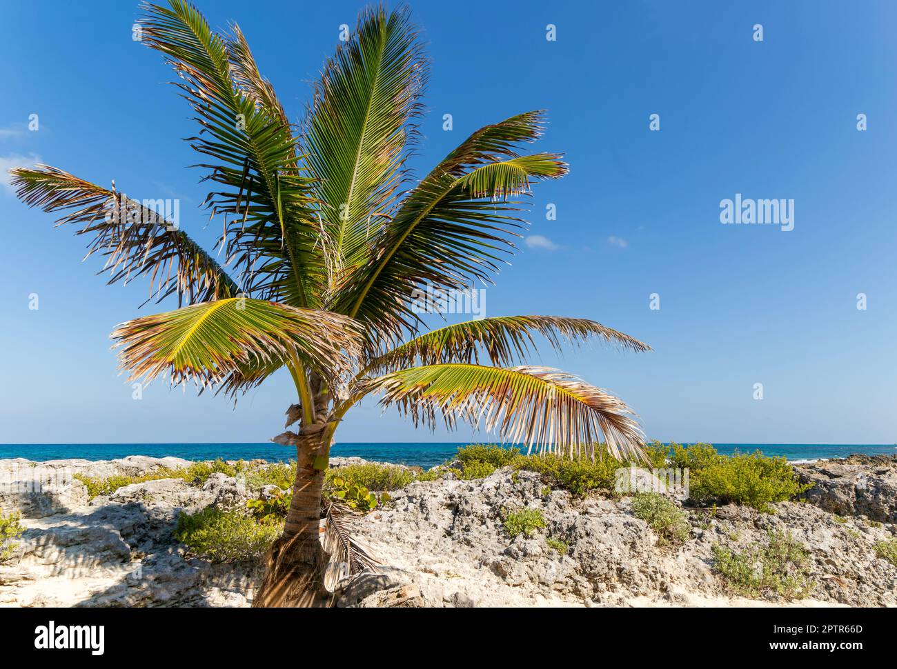 Coconut palm tree growing on rocky shoreline, Isla Mujeres, Caribbean