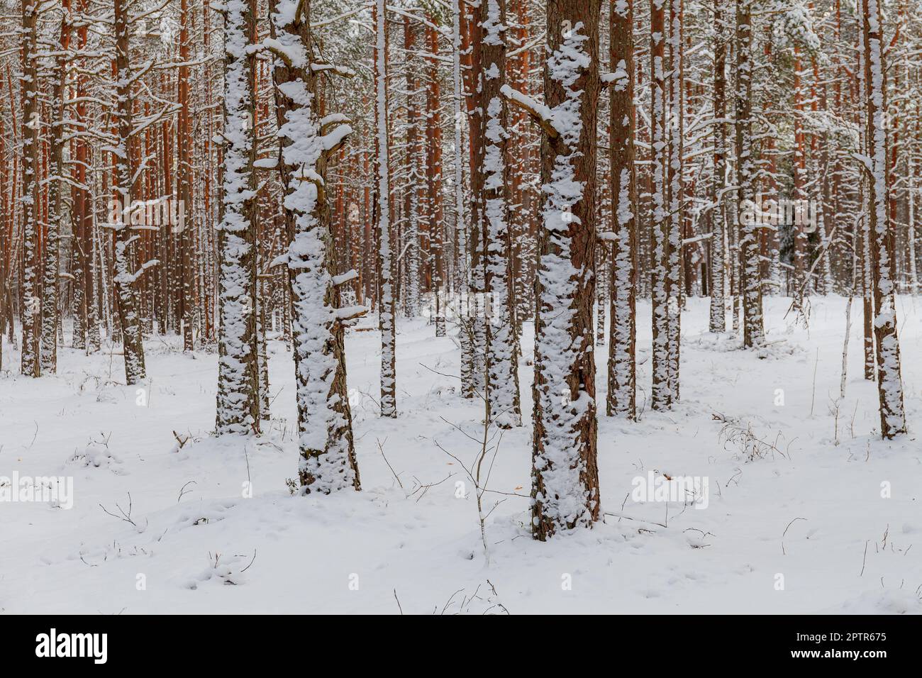 White snow covers ground hi-res stock photography and images - Alamy