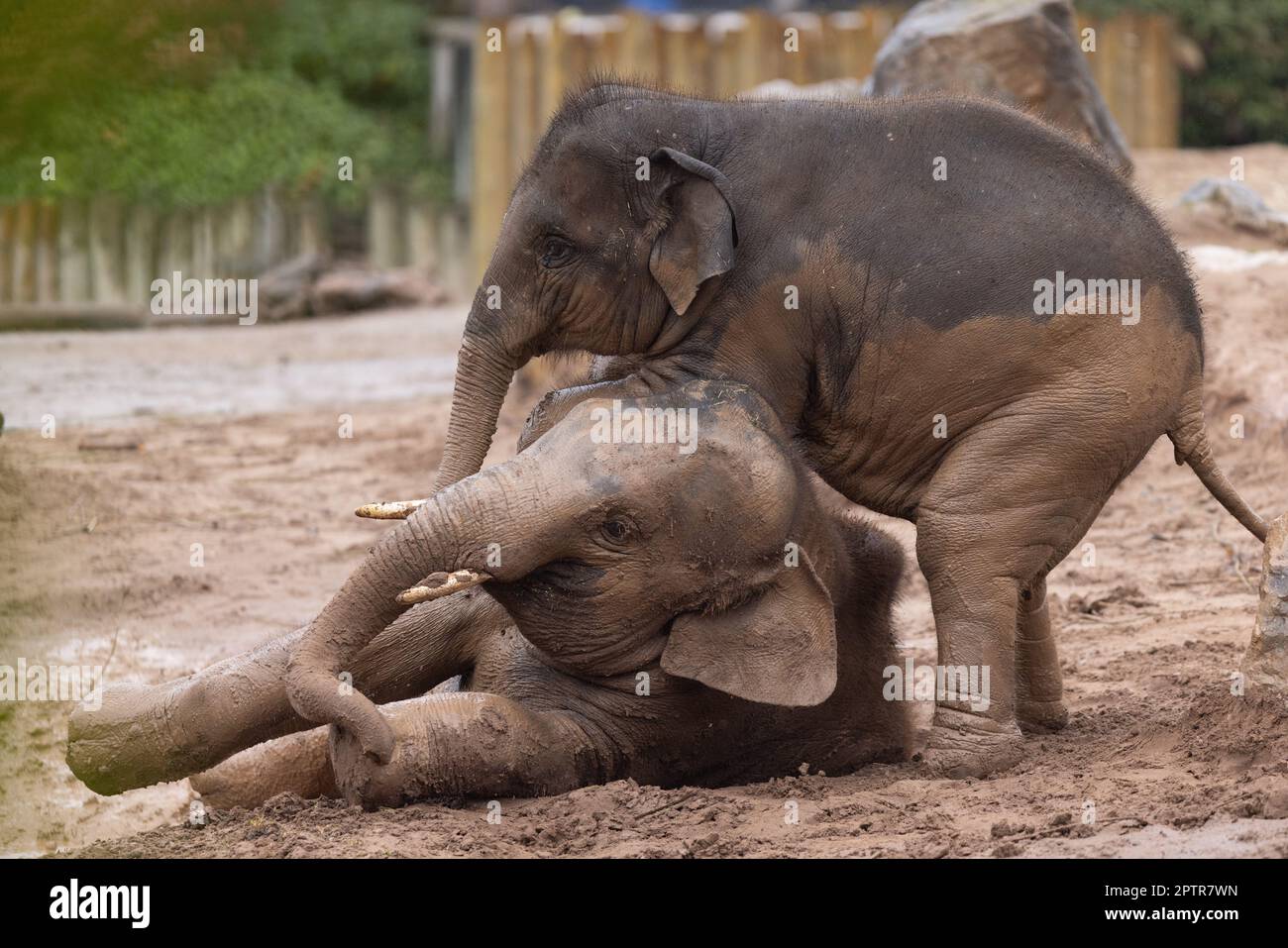 Riva gets the upper ground on Anjan. CHESTER ZOO, ENGLAND. ADORABLE ...