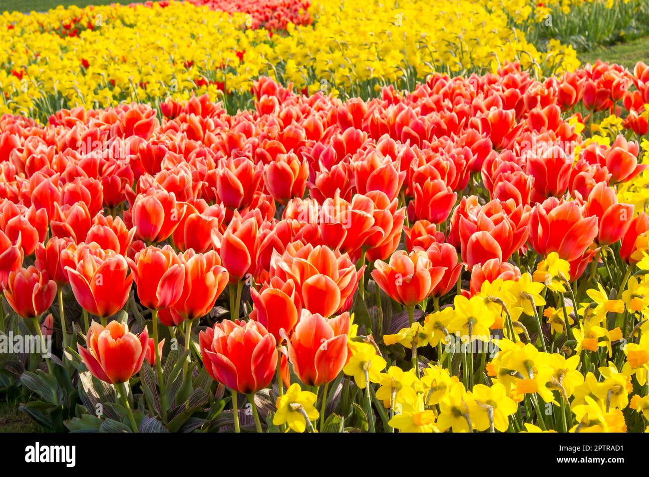 A spring field with spring flowers in Germany Stock Photo Alamy