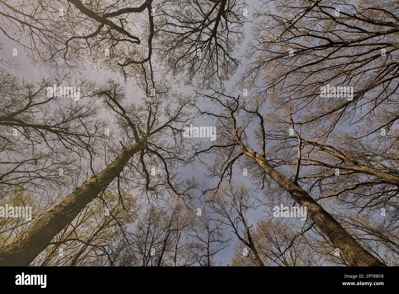 Bäume ohne Laub mit Blick in den Himmel Stock Photo