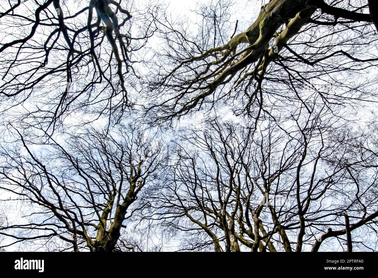 Laubbaum blattlos im April mit Himmel als Hintergrund Stock Photo