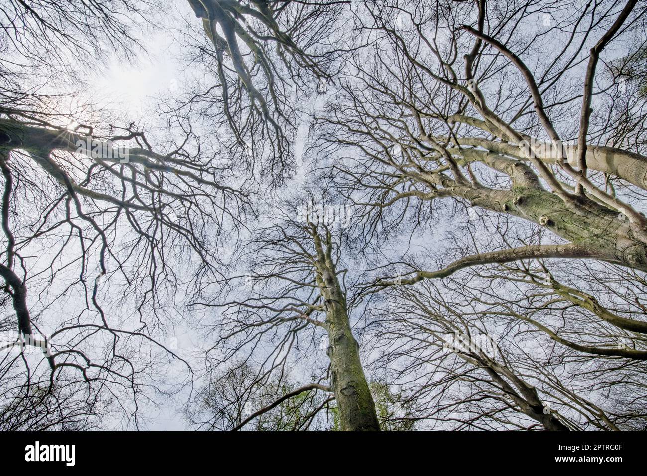 Laubbaum blattlos im April mit Himmel als Hintergrund Stock Photo