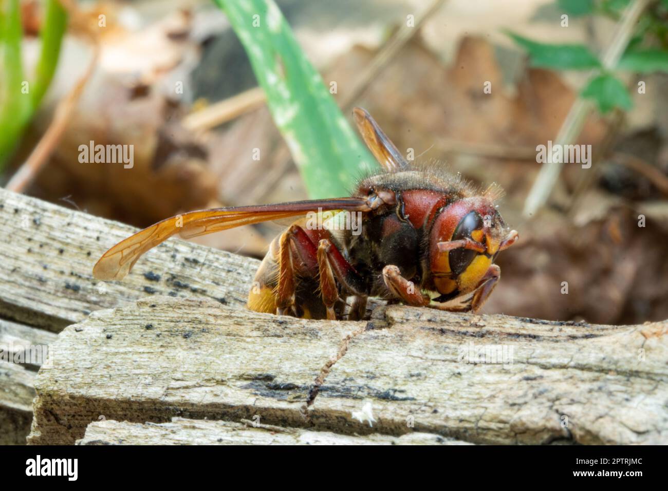 Giant hornet insect Stock Photo