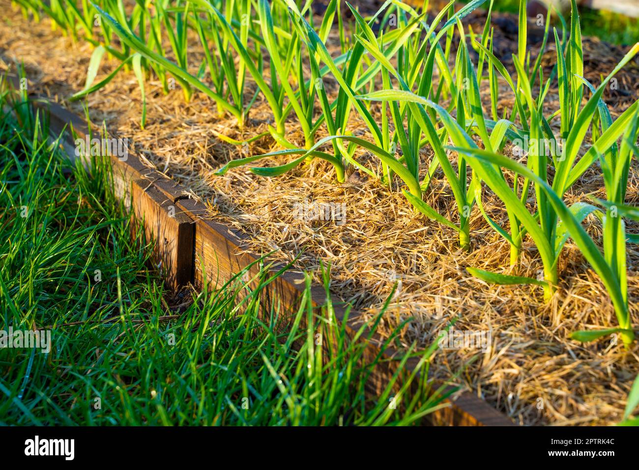 Vegetable garden with growing young garlic in spring. Mulching with dry