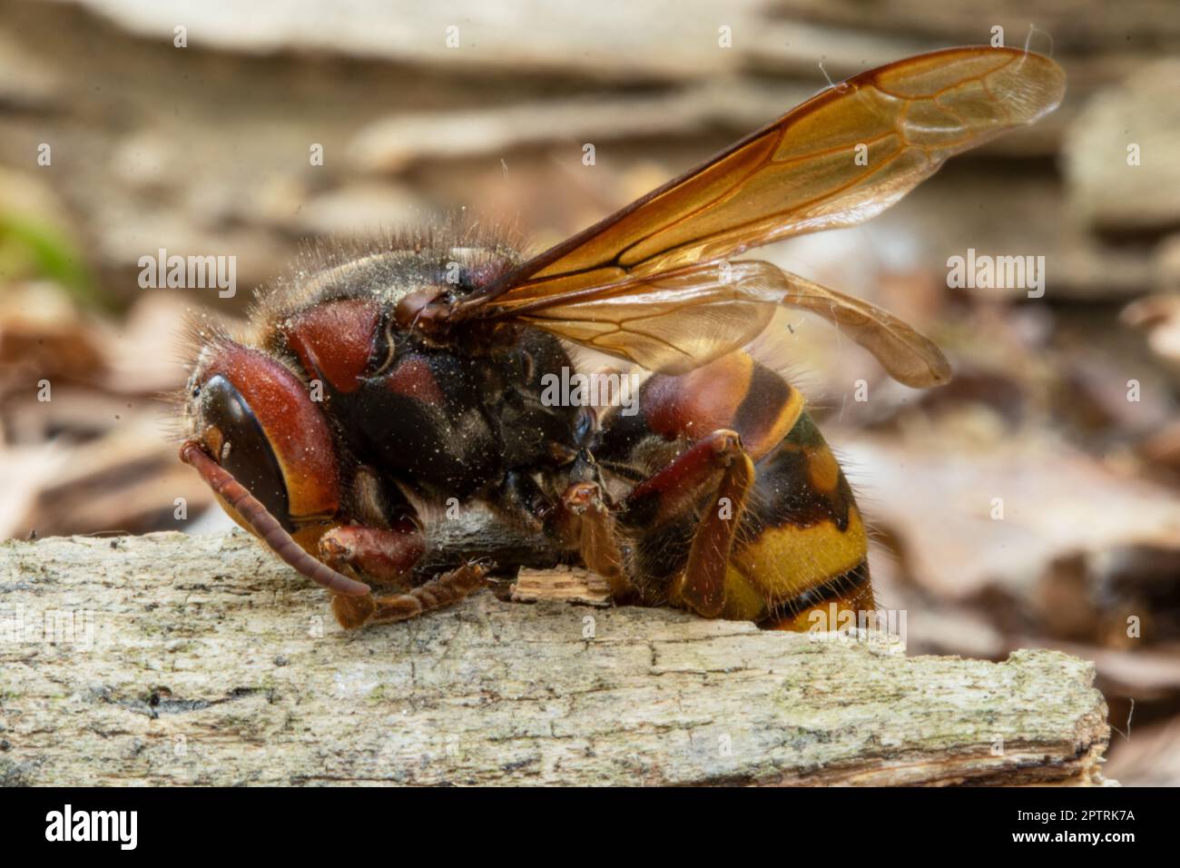 Giant hornet insect Stock Photo