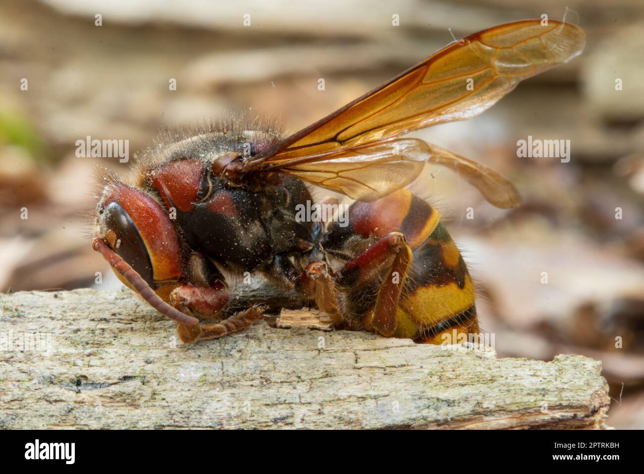 Giant hornet insect Stock Photo