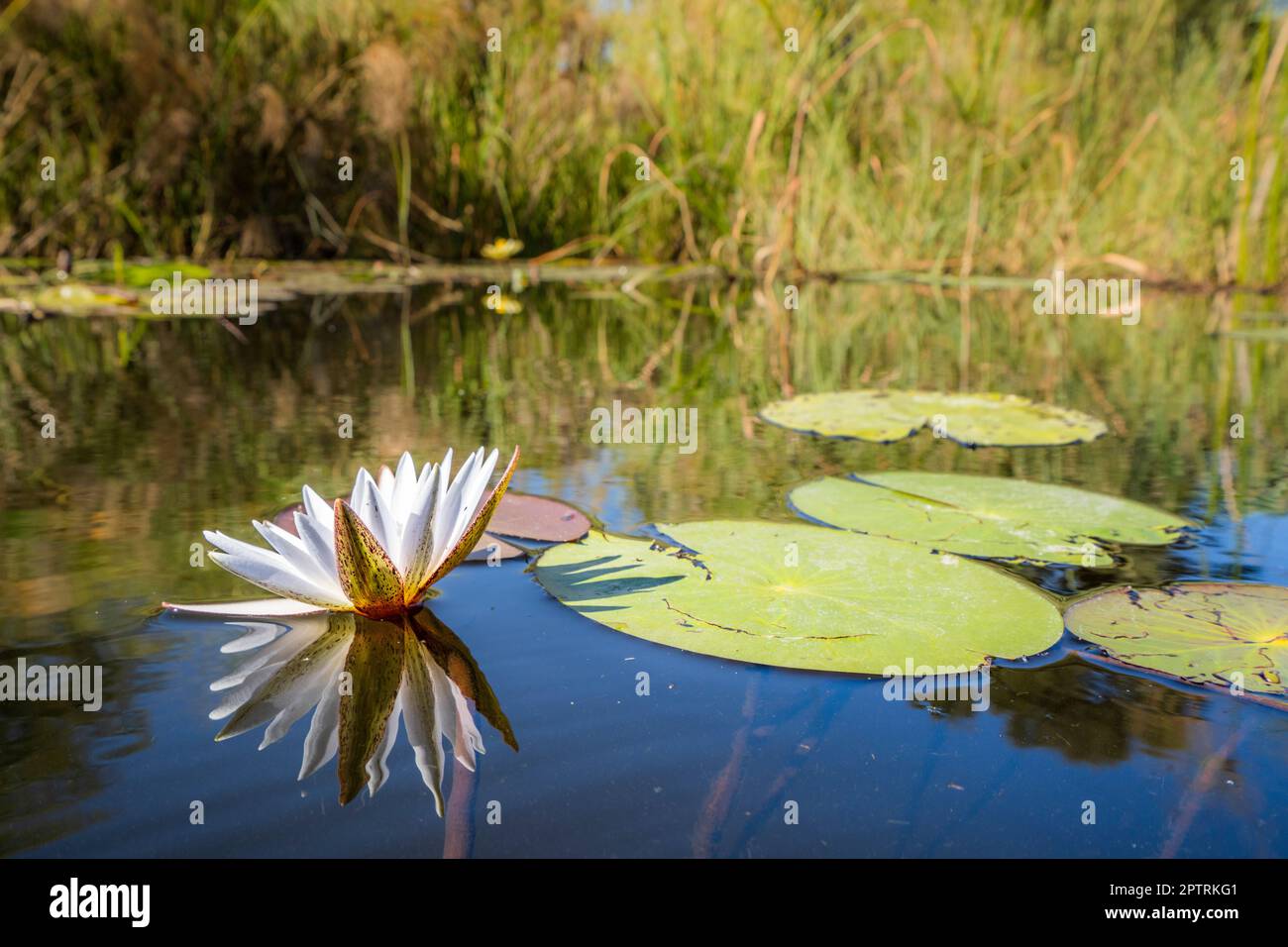 Water lilies and aquatic plants floating on water surface. Kwando River
