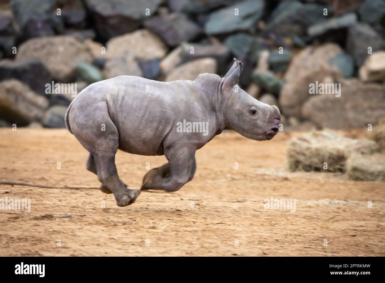 The rhino calf bounds around the enclosure. COLCHESTER ZOO, ENGLAND ...