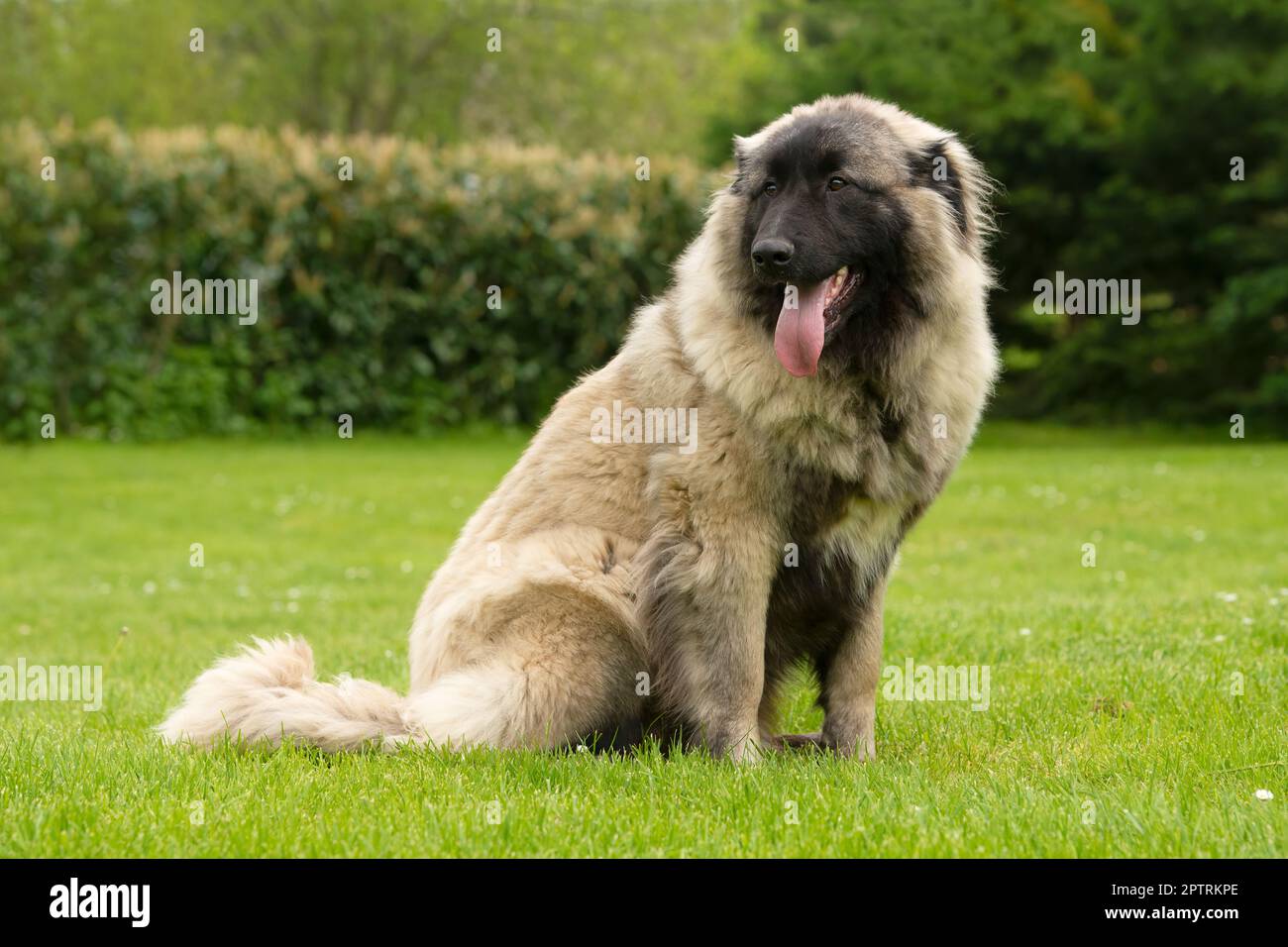 Nine months old Estrela Mountain young dog .It is a large breed of dog from the Estrela Mountains of Portugal bred to guard herds and homesteads.It is Stock Photo