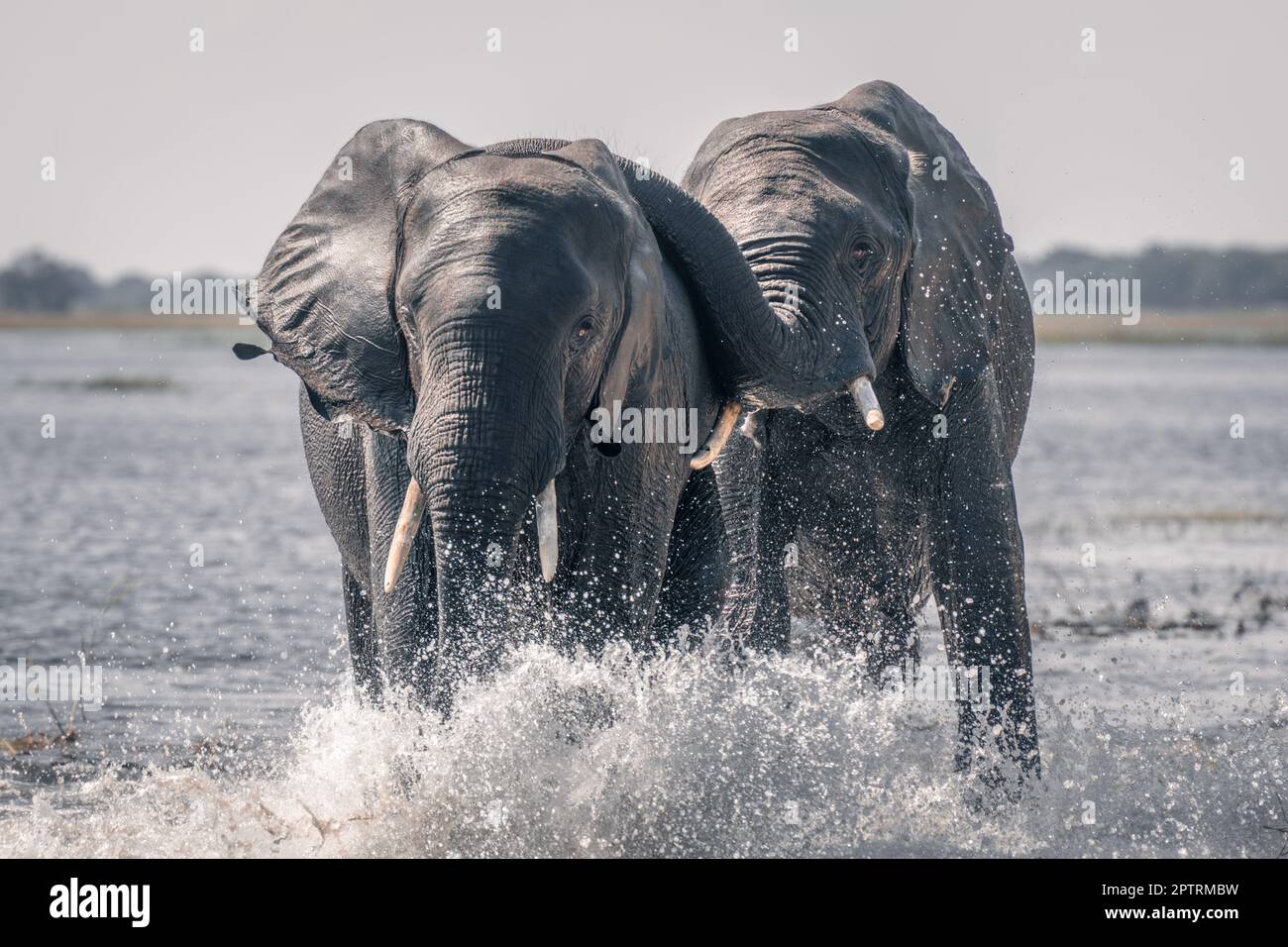 Two African elephants splash through shallow river Stock Photo - Alamy