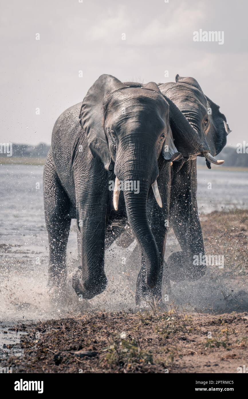 Two African elephants splashes through shallow water Stock Photo - Alamy