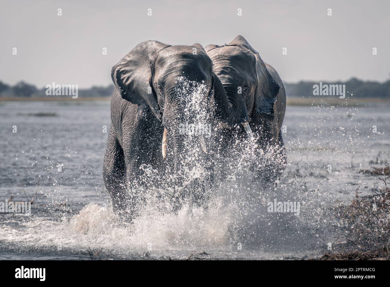 Two African elephants splashing through shallow river Stock Photo - Alamy