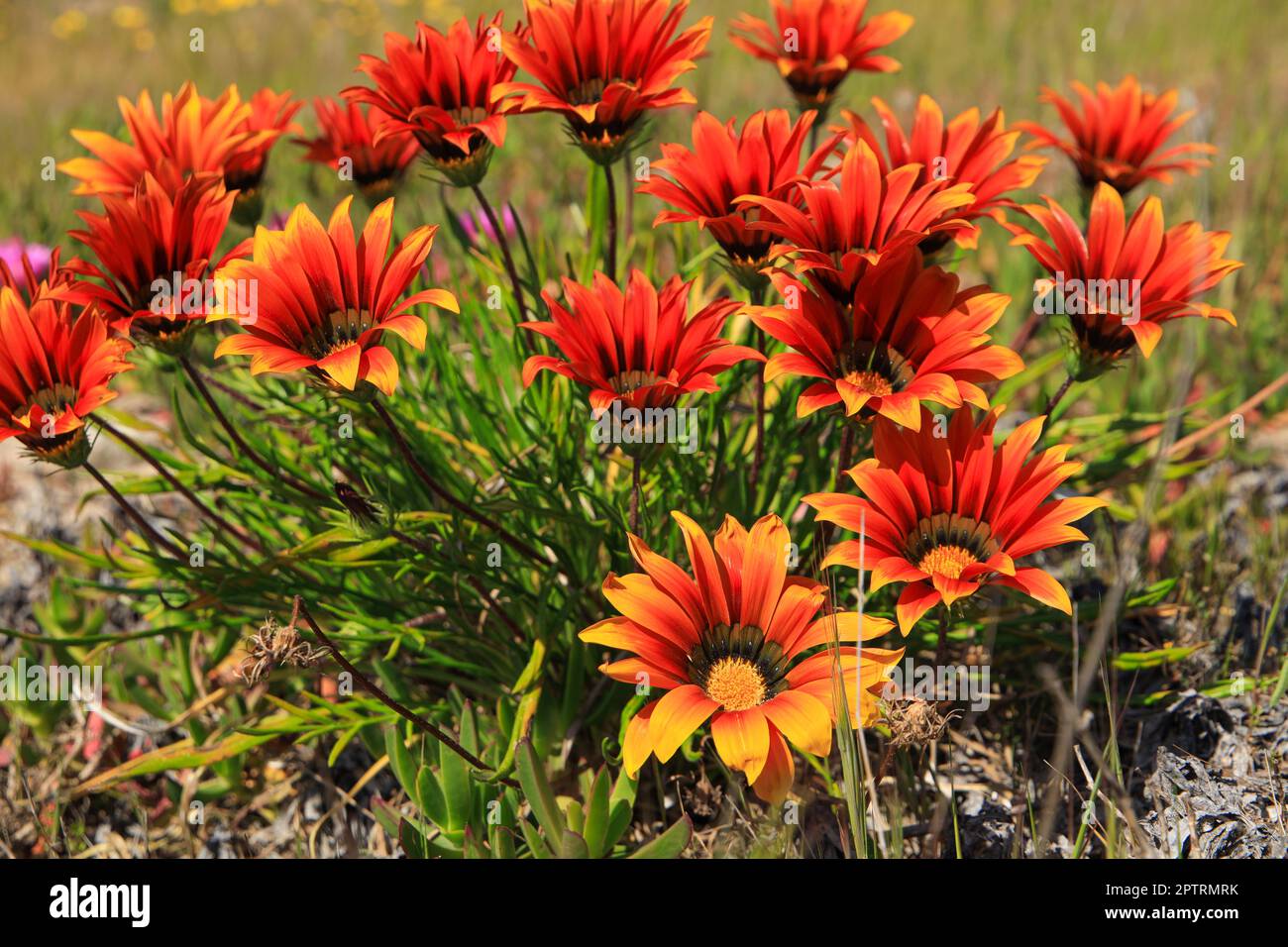 Close up from Orange Gazania Linearis flowers Stock Photo