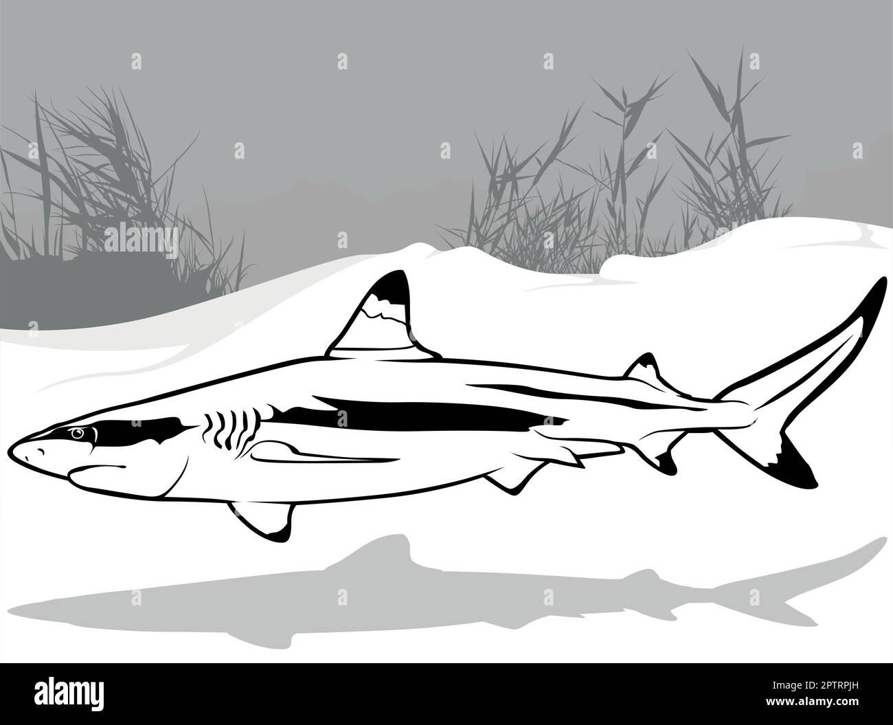 Drawing of Blacktip Reef Shark from Profile Stock Vector