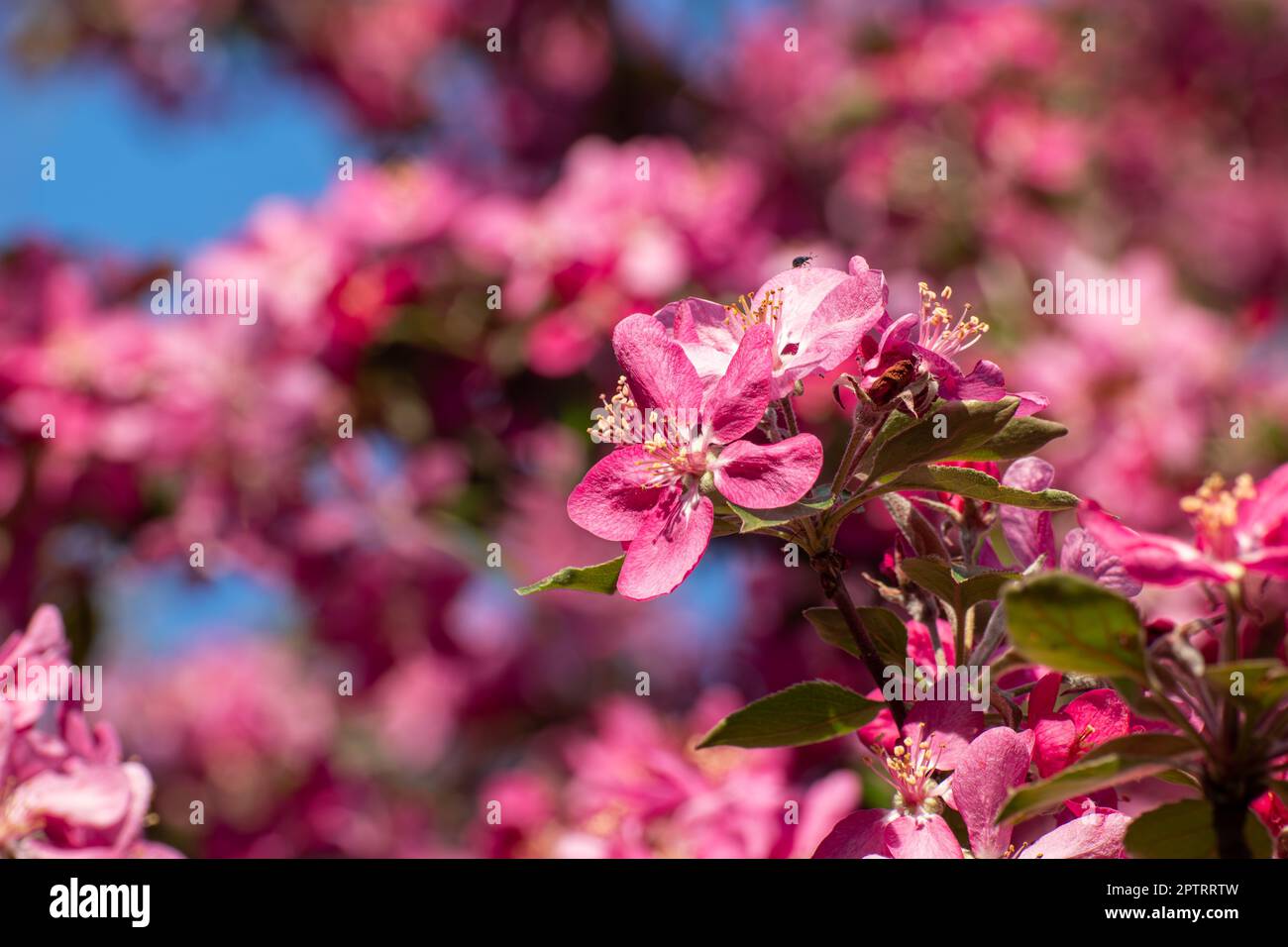 Pink flowers on apple tree closeup, sunny branches. Spring vibrant