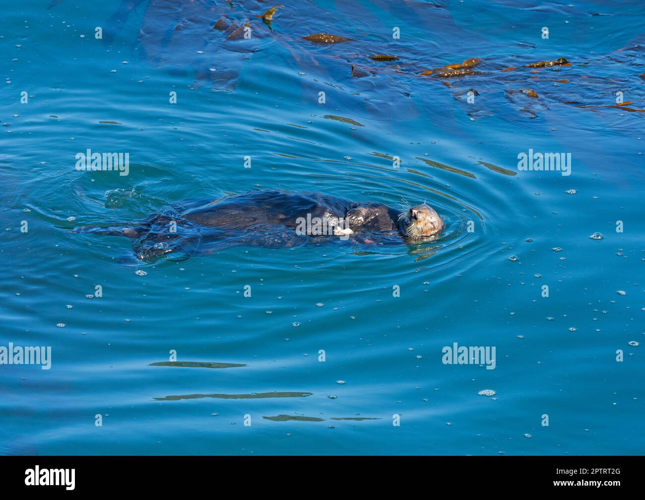 Sea Otter Swimming in Coastal Waters in the Point Lobos State Natural Reserve in California Stock Photo