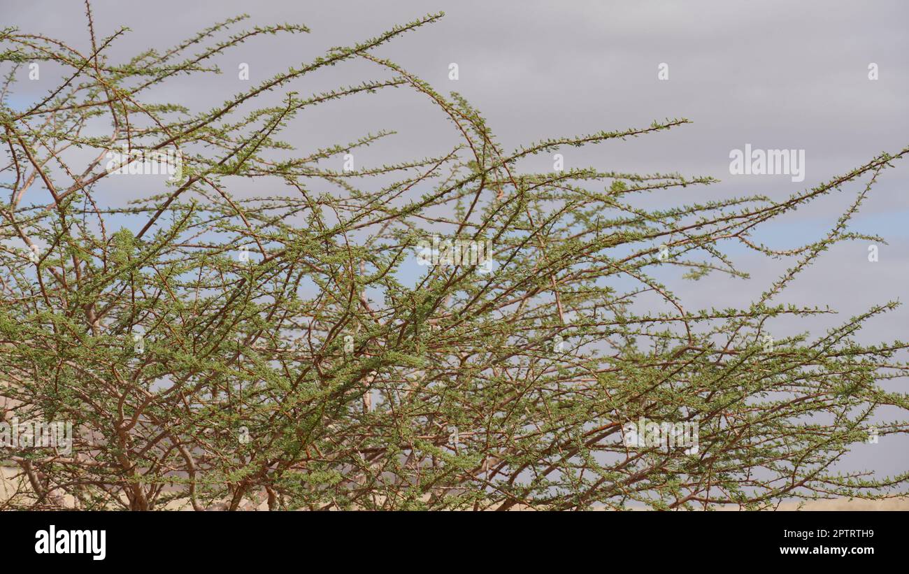 Acacia tree in geological park Timna, Israel Stock Photo Alamy