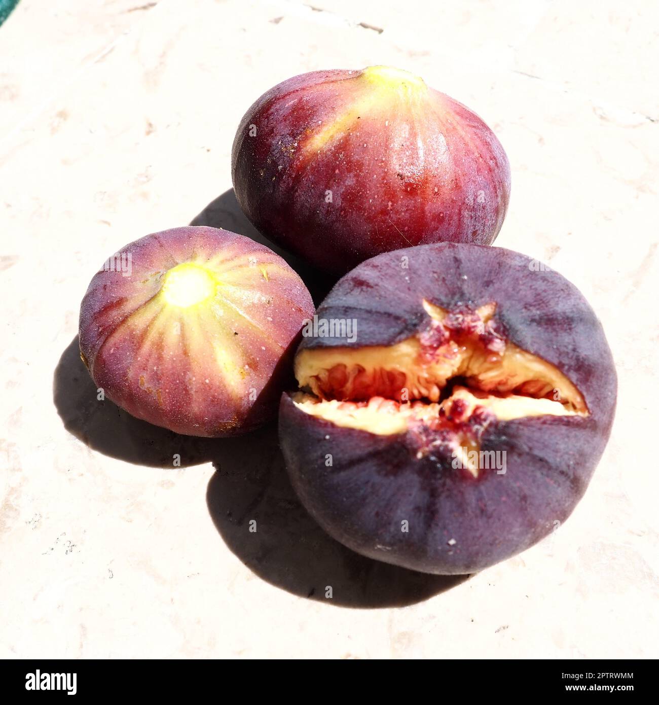 Fig or fig tree, or common fig tree, or Ficus carica is a subtropical ...